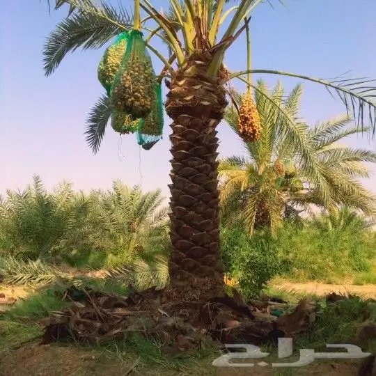 نخل مثمر فاخر للبيع اخلاص سكري صقعي نقايل فسائل فروخ جثايث 3