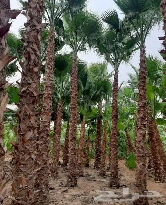 نخل نخيل واشنطن للبيع 6