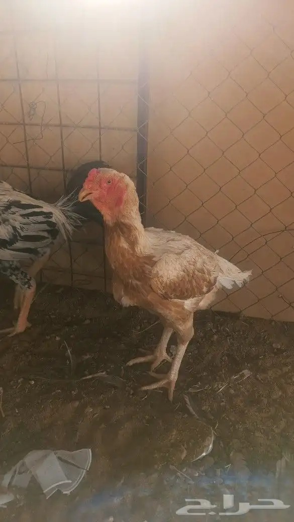 ديك ودجاجه فارسي بياضه 0