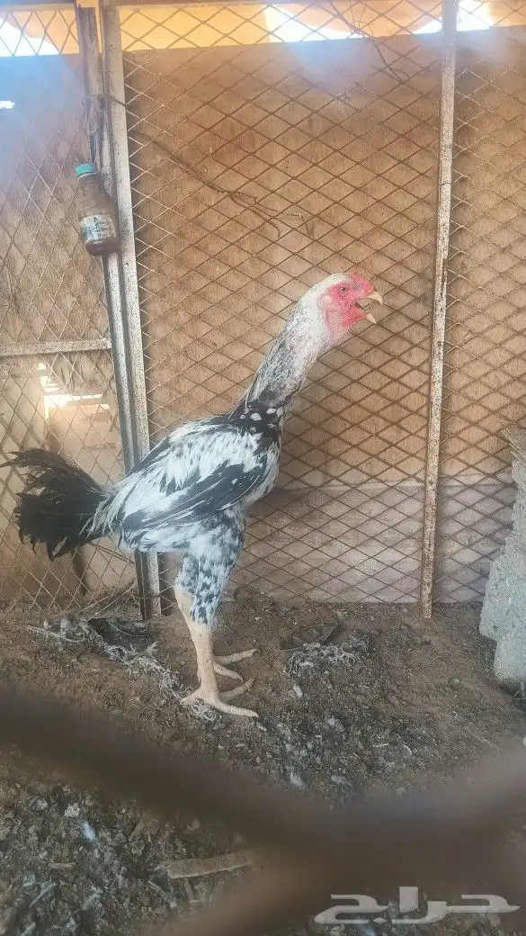 ديك ودجاجه فارسي بياضه 3