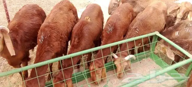 غنم بربري و تيوس و سواكن و نعيمي و قعدان 0
