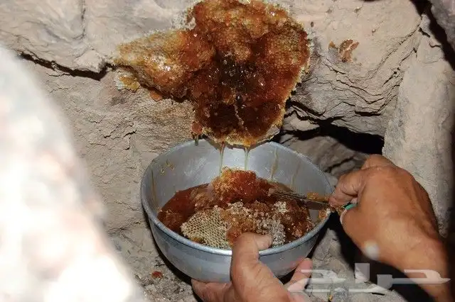 عسل جبلي 1