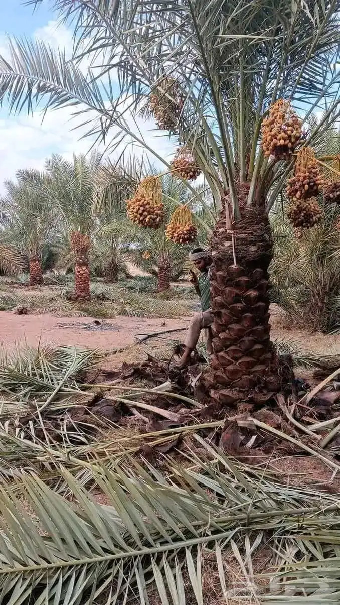 لبيع وشراء جميع انواع. النخيل فروخ وجثايث عربي وواشنطني 9