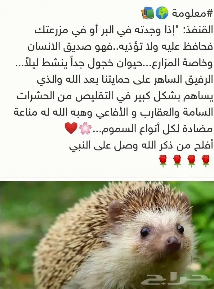 دعالج 6