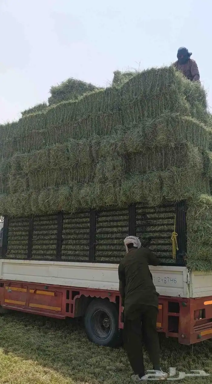 دنه بيع وشراء برسيمميرسي مشد 90 يوصل لحد الشبك. بلونه افضل. 0