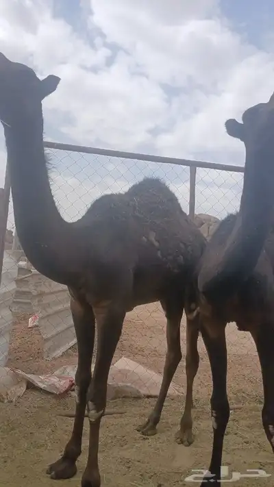 حشوان للبيع في 2