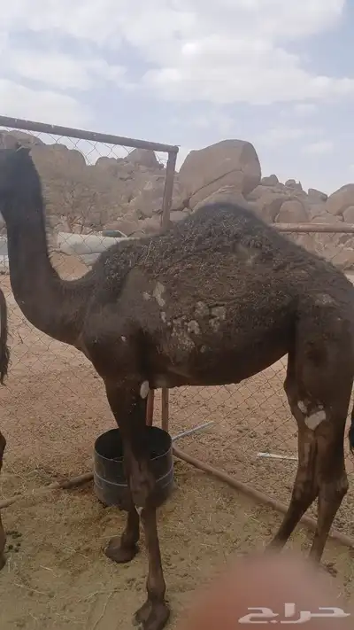 حشوان للبيع في 0