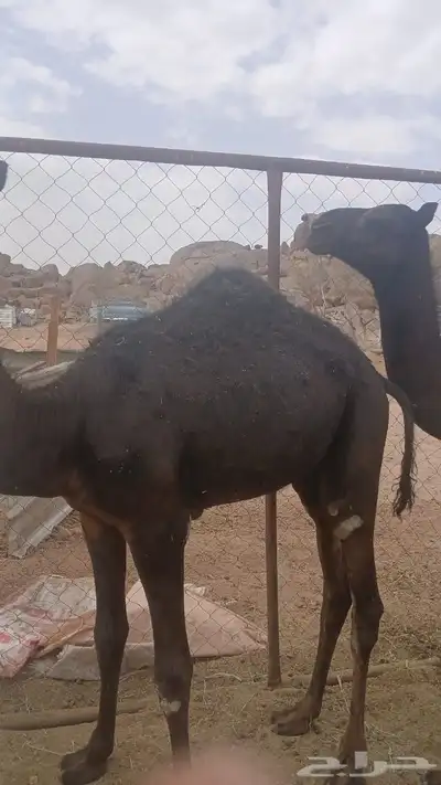 حشوان للبيع في 1