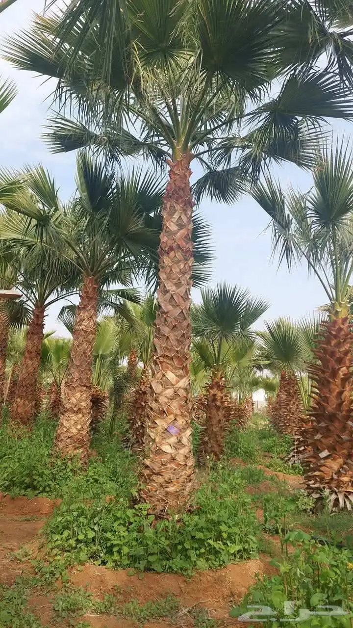 نخيل واشنطني للبيع 3