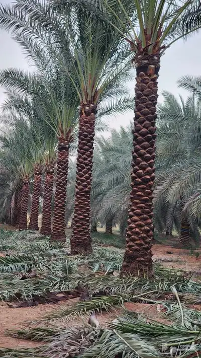 نخيل عربي فروخ جثايث نقايل حيش جميع الانواع متوفره 1