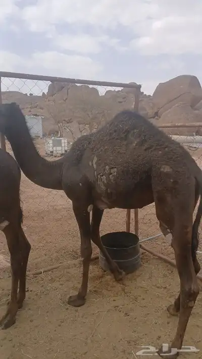 حشوان للبيع في 4