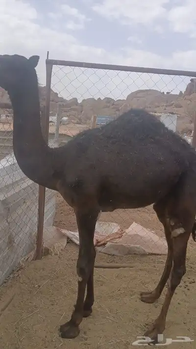 حشوان للبيع في 3