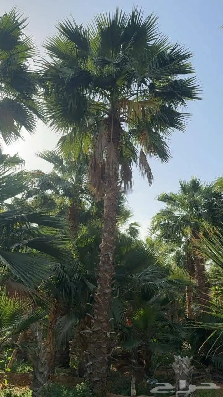 نخيل واشنطني للبيع 2