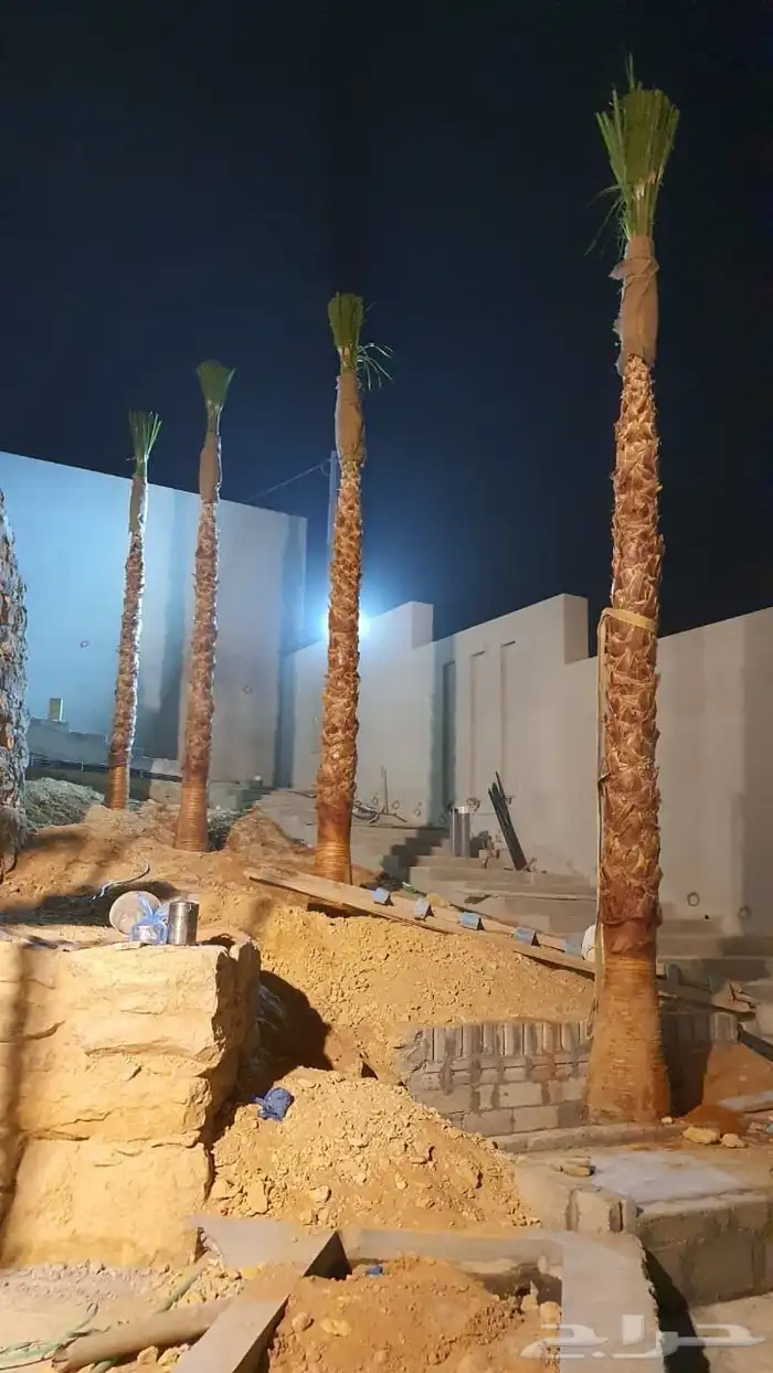 نخيل جميع انواع النخيل الأمريكي 5