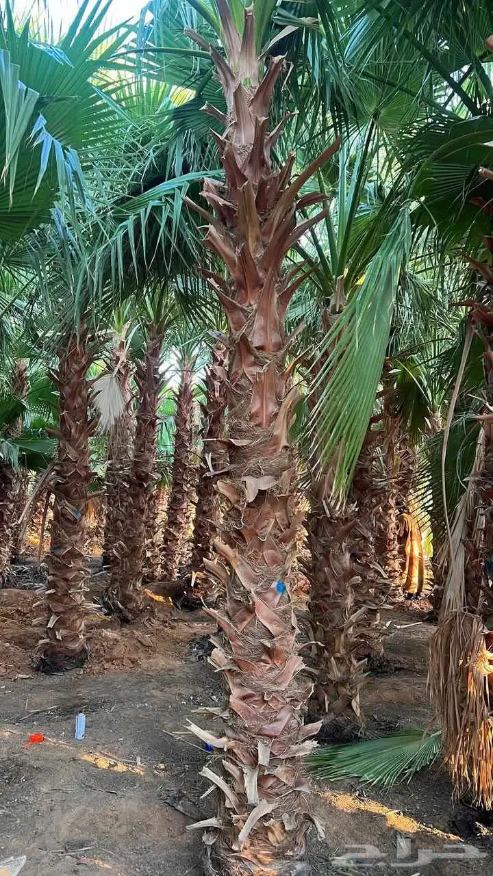 نخيل واشنطني للبيع 5
