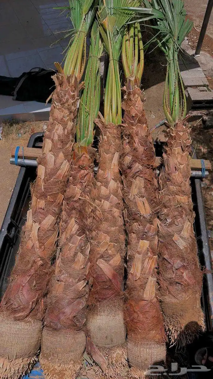 نخل واشنطن زينه للبيع بجميع أنواعه 11