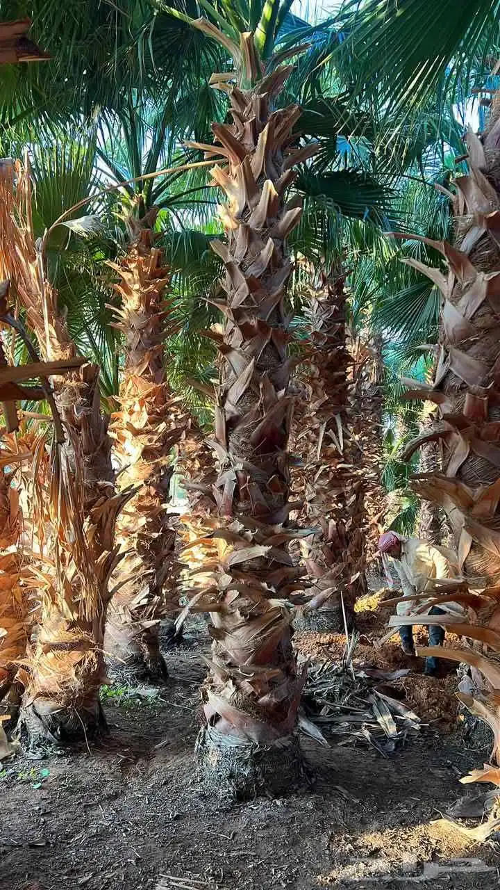 نخيل واشنطني للبيع 4