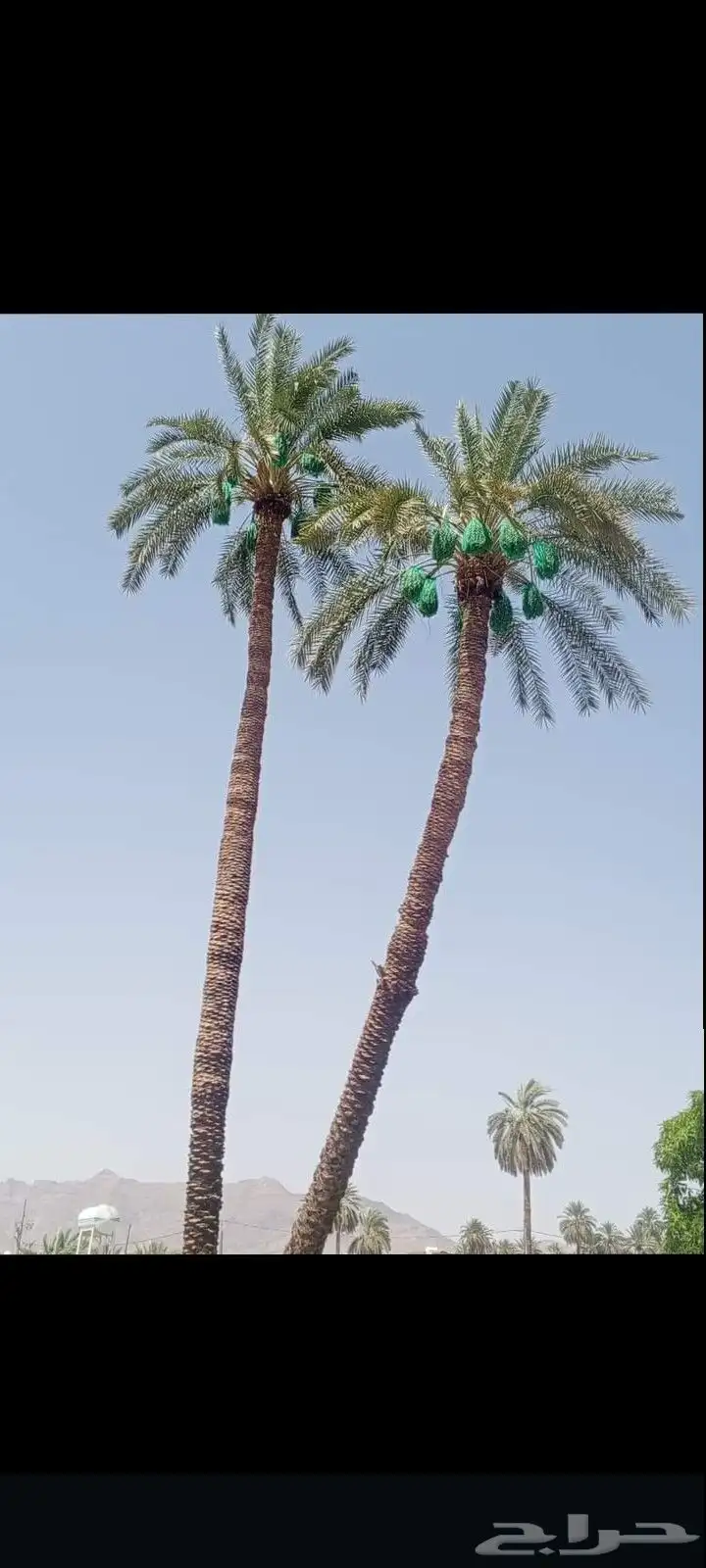عمال نخل قطيع تكريب تنضيف قلع وغرس الفسايل وجميع شغل انخل 3