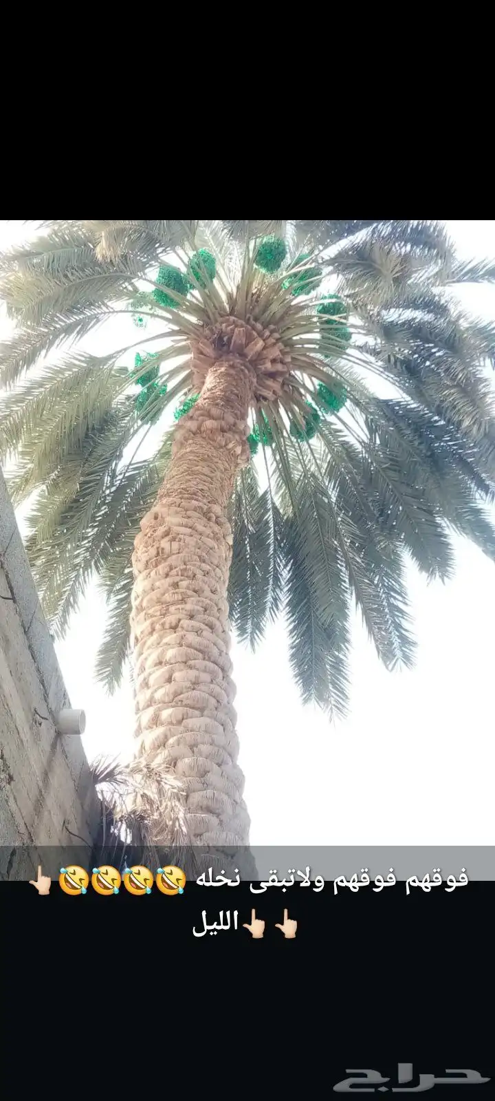 عمال نخل قطيع تكريب تنضيف قلع وغرس الفسايل وجميع شغل انخل 6