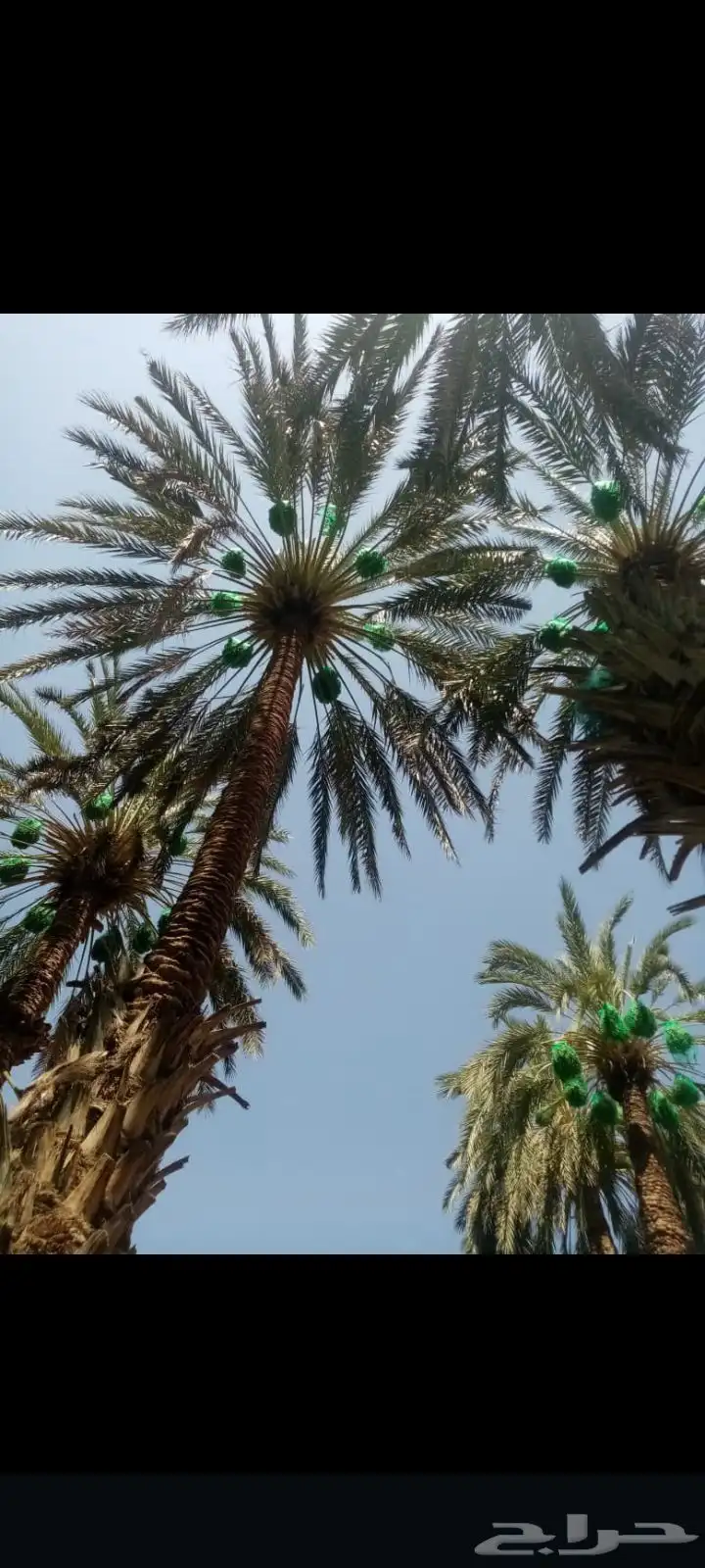 عمال نخل قطيع تكريب تنضيف قلع وغرس الفسايل وجميع شغل انخل 5