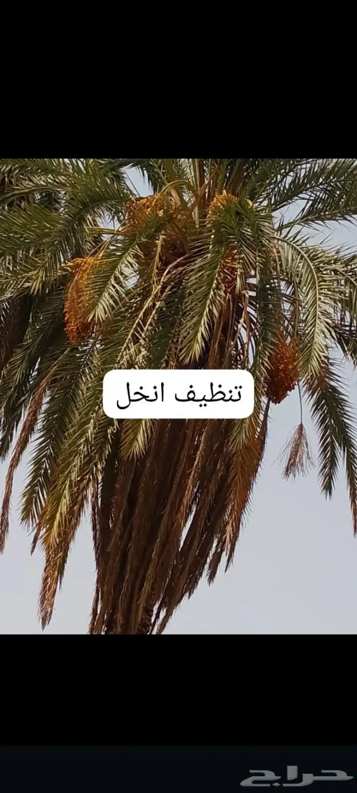 عمال نخل قطيع تكريب تنضيف قلع وغرس الفسايل وجميع شغل انخل 0