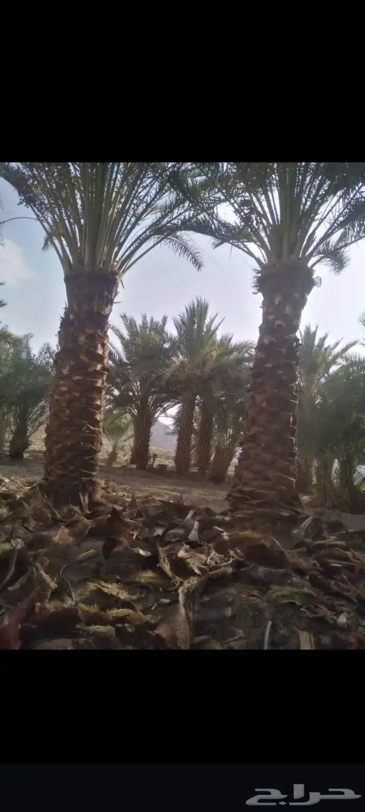 عمال نخل قطيع تكريب تنضيف قلع وغرس الفسايل وجميع شغل انخل 1