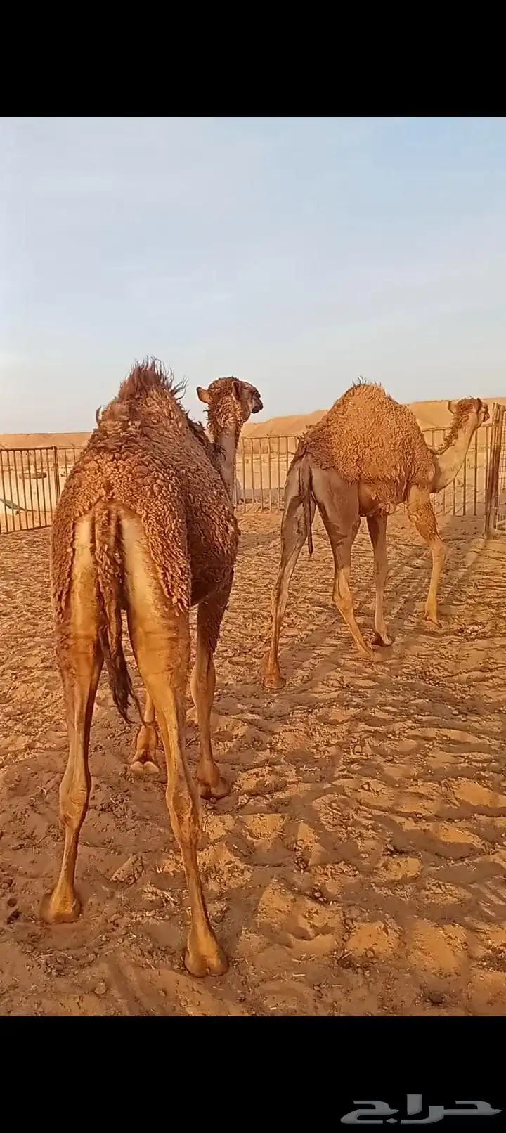 للبيع مفاريد قعود وبكره بنات لقحات اعمارهن على سنه 0