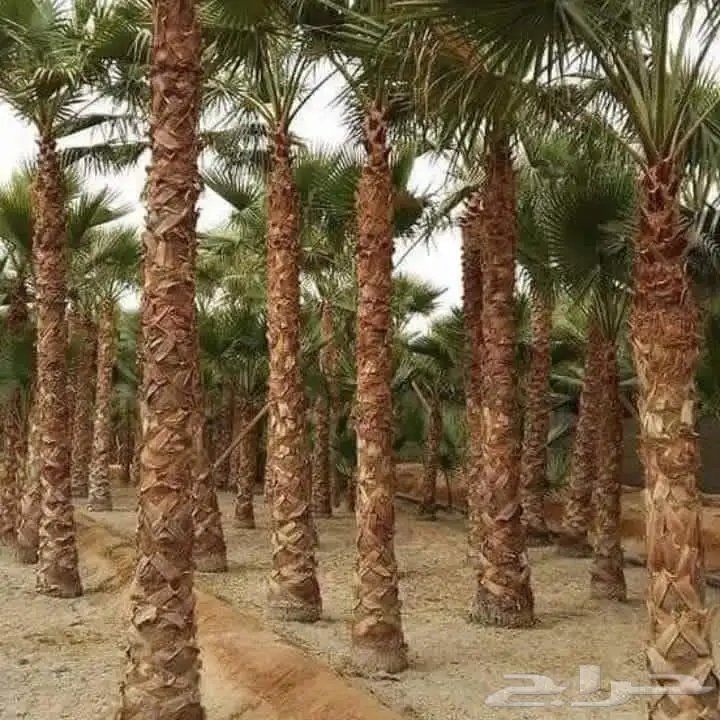 نخيل واشنطني للبيع 1