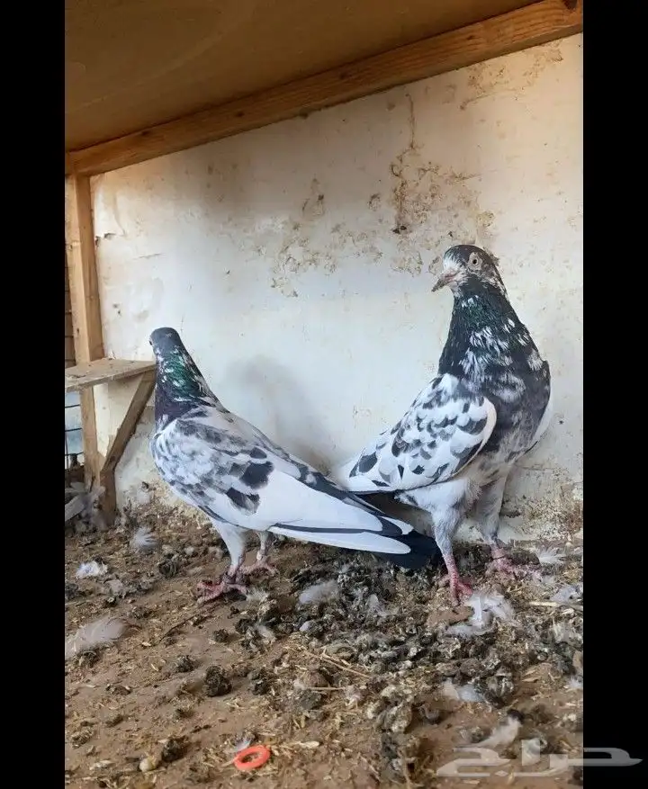 زوج باكستاني طيار شرط صحه ونظافه على السوم الموقع مليجه 0
