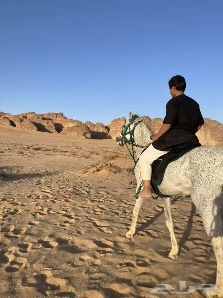 حصان شعبي سبوق اقبل فيه البدل فرس حاره 5