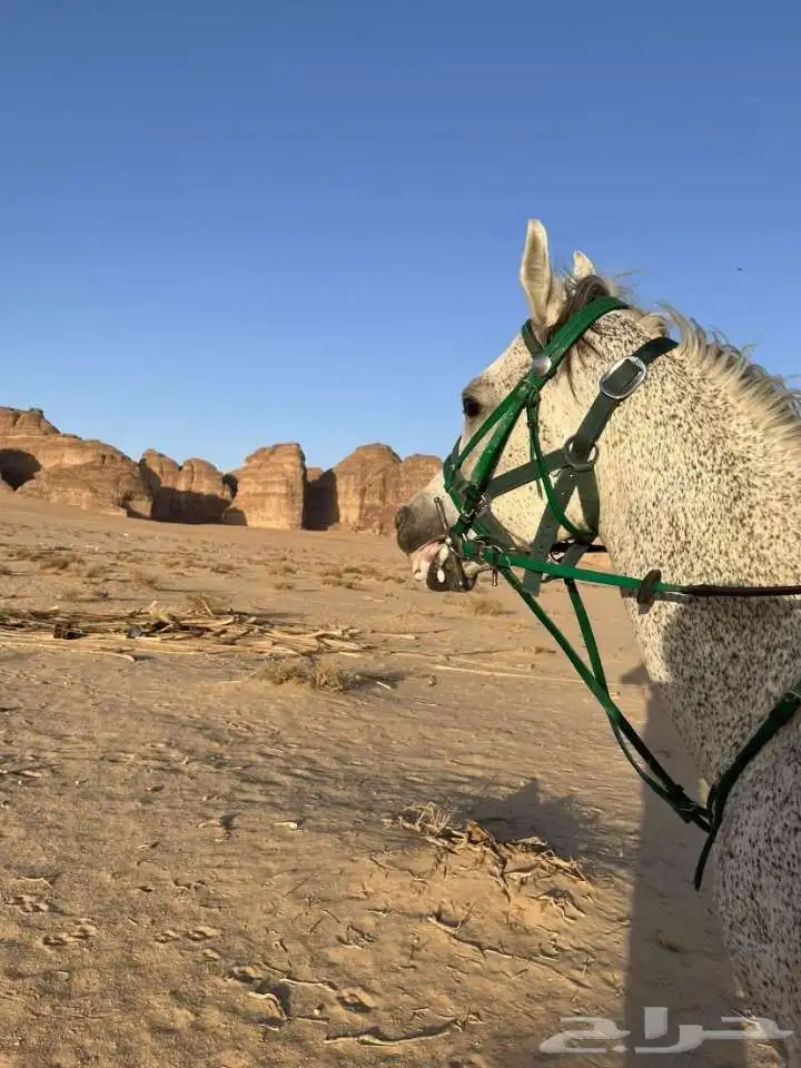 حصان شعبي سبوق اقبل فيه البدل فرس حاره 11