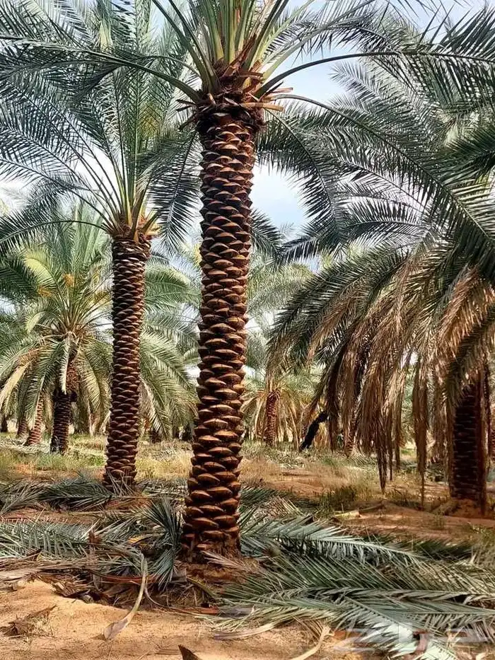 لبيع وشراء جميع انواع. النخيل فروخ وجثايث عربي وواشنطني 5