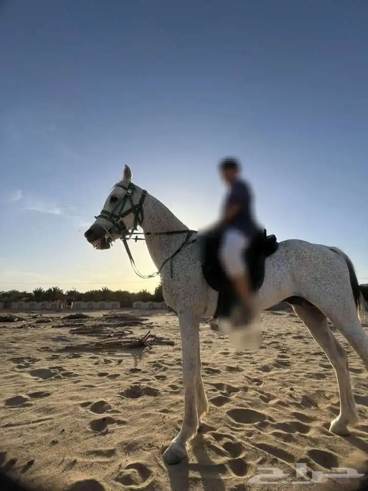 حصان شعبي سبوق اقبل فيه البدل فرس حاره 8