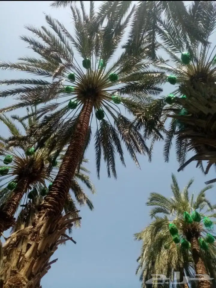 عمال نخل قطيع تكريب تنضيف قلع وغرس الفسايل وجميع شغل انخل 4