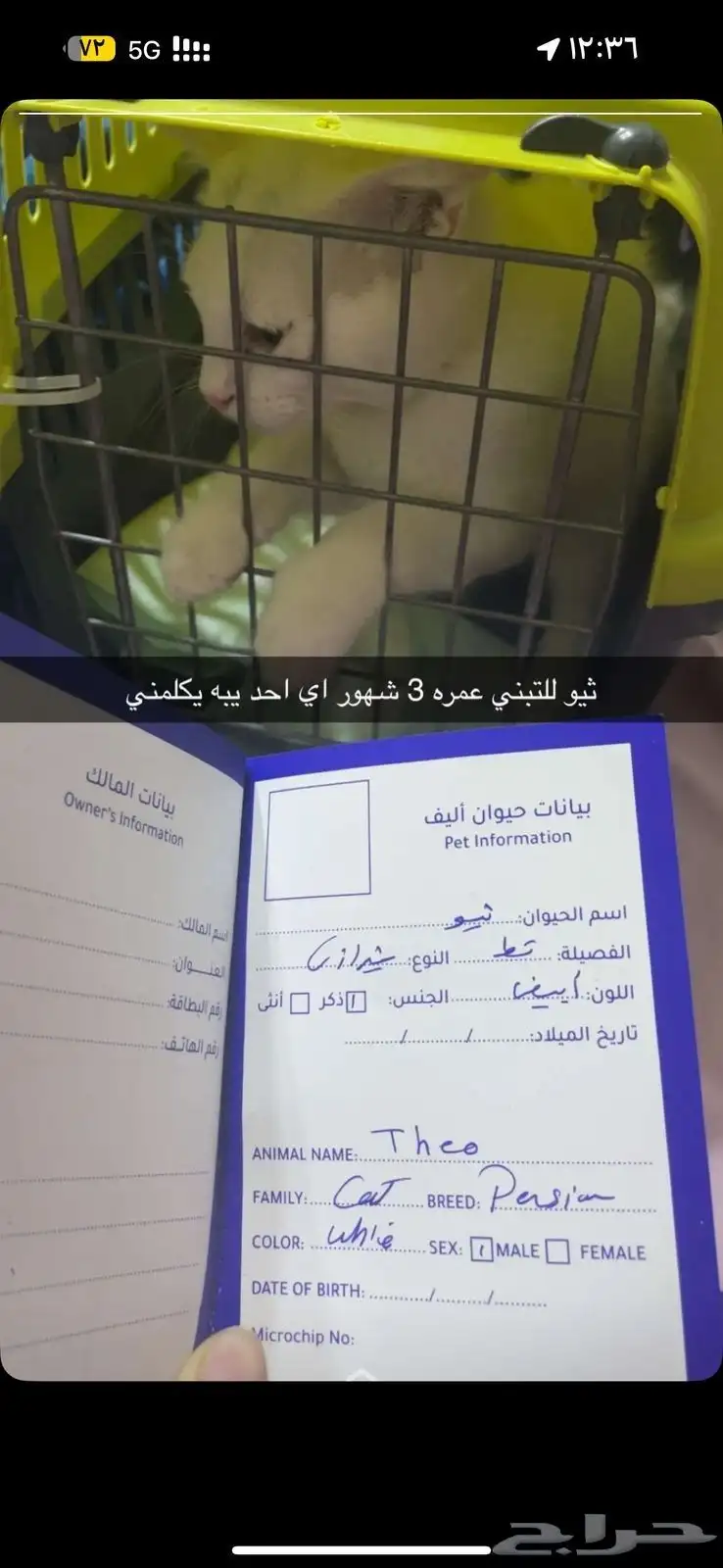 قط ذكر نوعه شيرازي عمره 3 شهور لتبني معاه كرت التطعيم 0