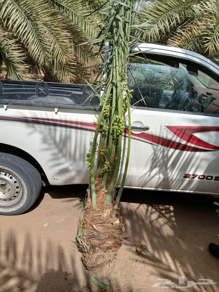 نخيل للبيع في نجران 0