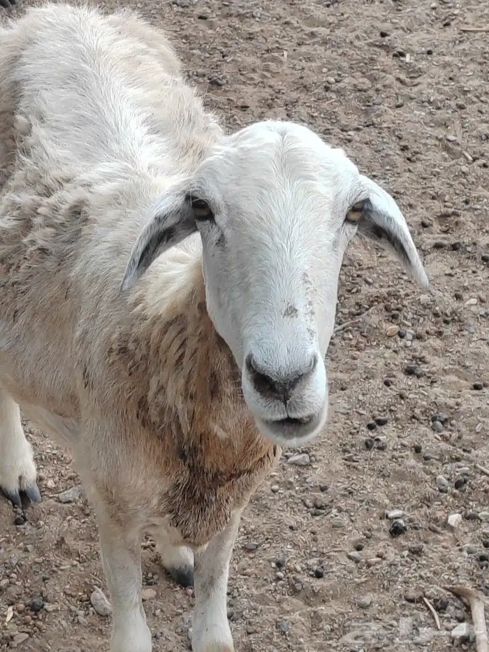 مطلوب راعي غنم 0