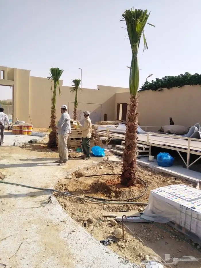 نخل واشنطني ملكي 6