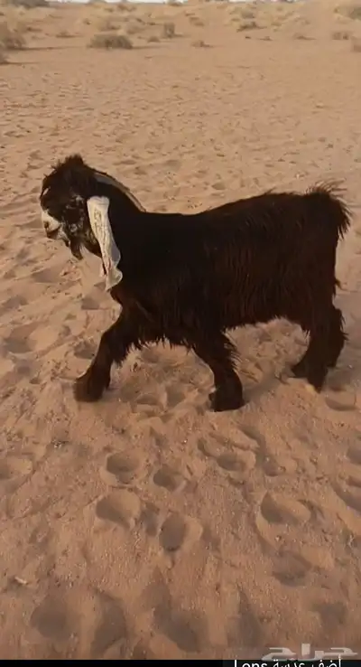 تيس مايقرع البيع ذبح 0