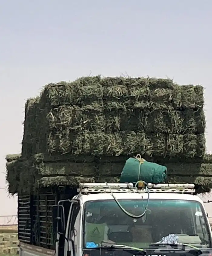 دنه بيع وشراء برسيمميرسي مشد 90 يوصل لحد الشبك. بلونه افضل. 3