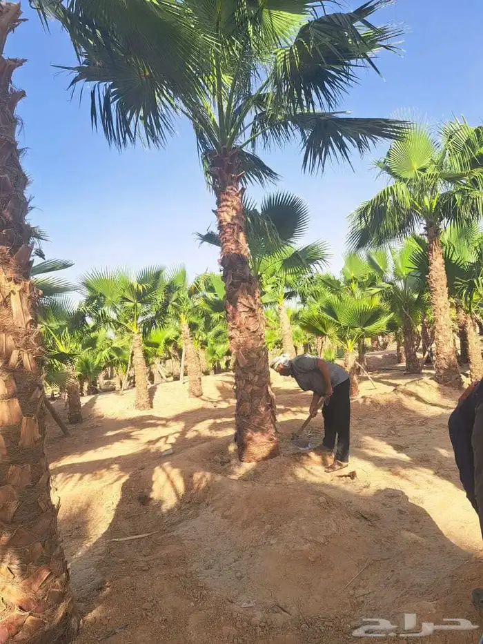 نخل واشنطن زينه للبيع بجميع أنواعه 3