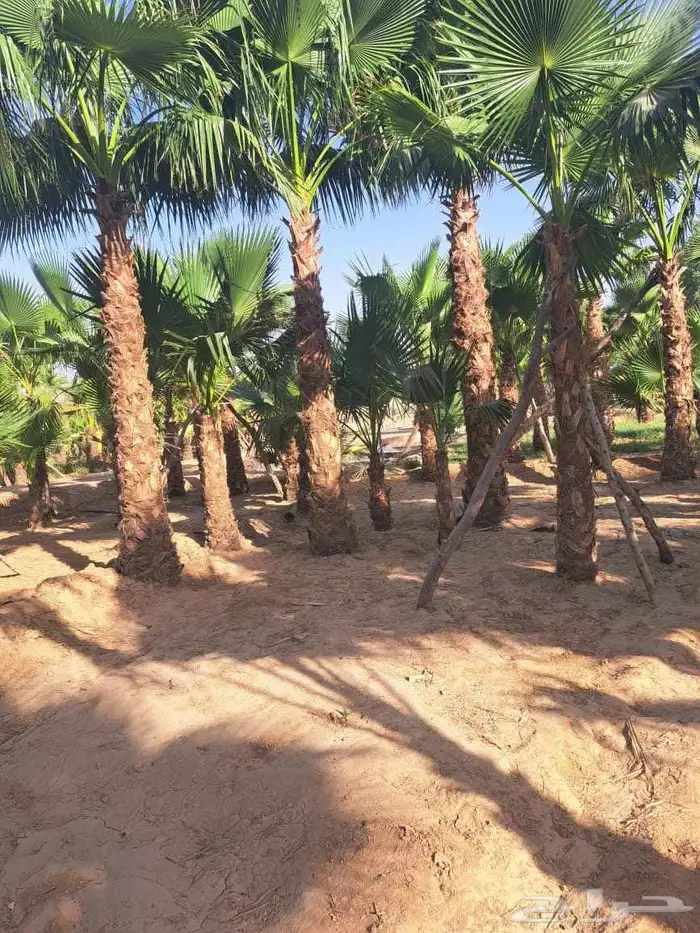 نخل واشنطن زينه للبيع بجميع أنواعه 0