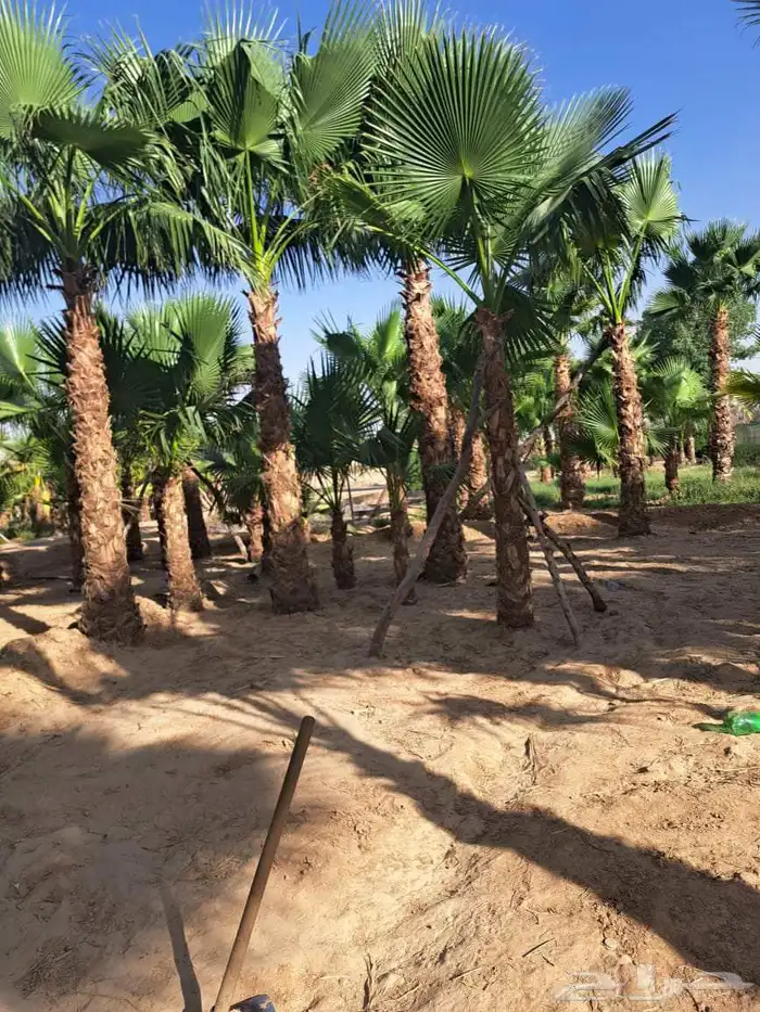 نخل واشنطن زينه للبيع بجميع أنواعه 2