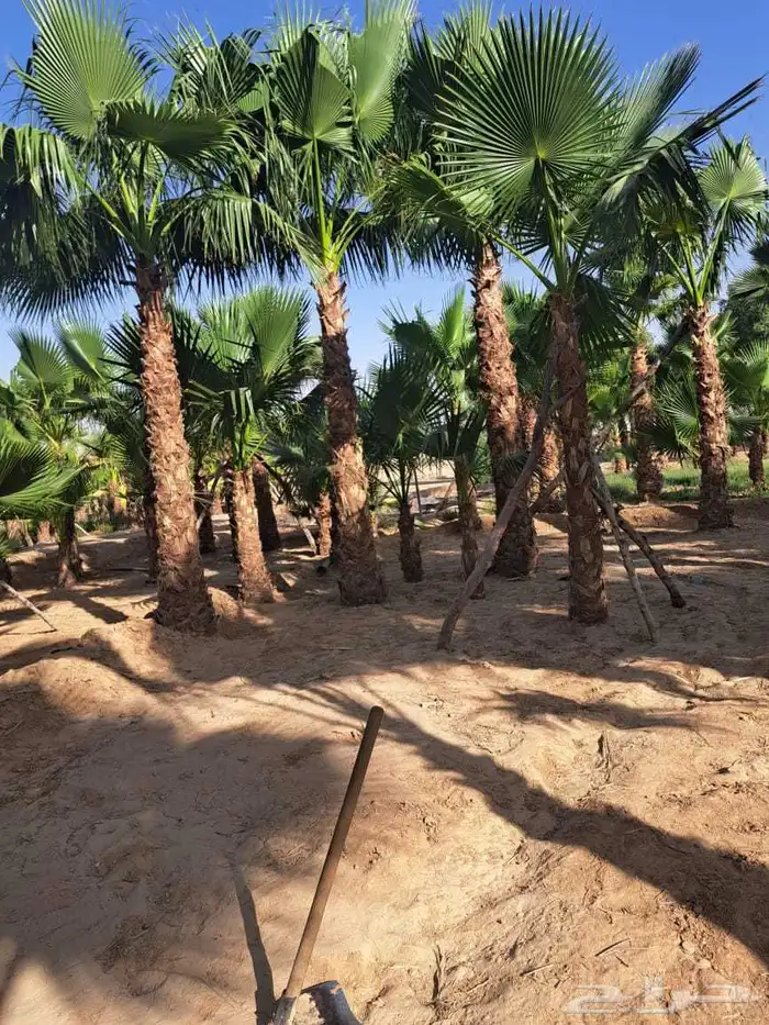 نخل واشنطن زينه للبيع بجميع أنواعه 7