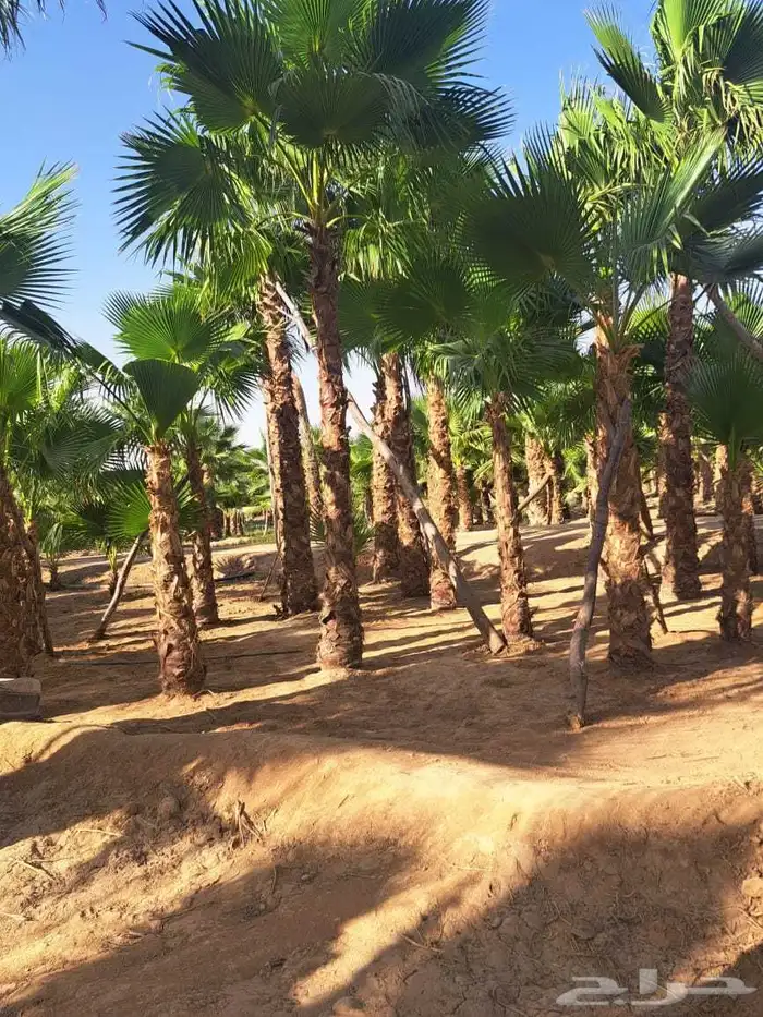 نخل واشنطن زينه للبيع بجميع أنواعه 5