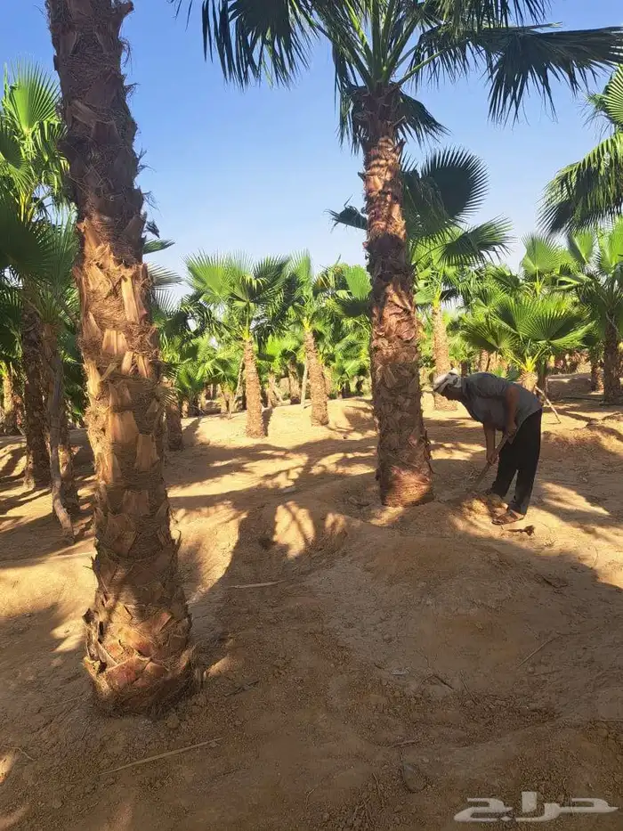 نخل واشنطن زينه للبيع بجميع أنواعه 1