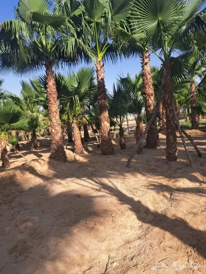 نخل واشنطن زينه للبيع بجميع أنواعه 4