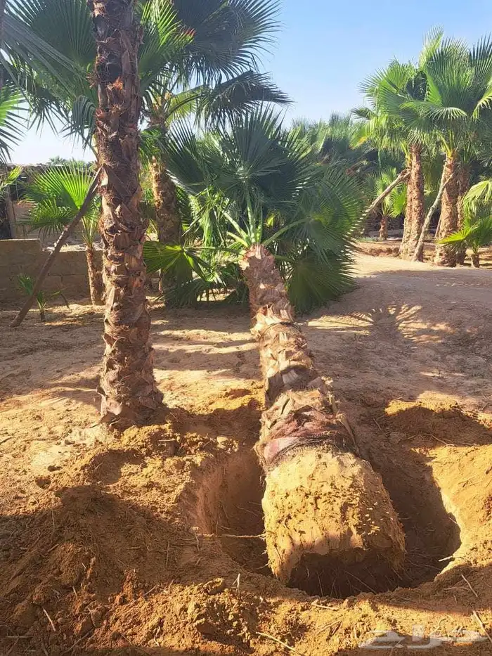 نخل واشنطن زينه للبيع بجميع أنواعه 12