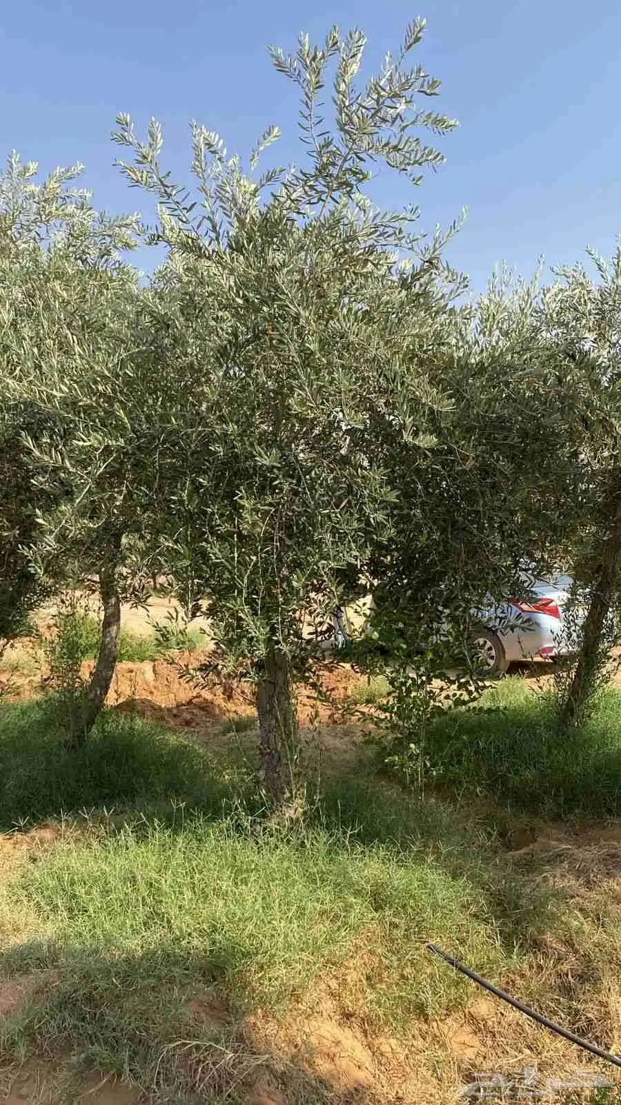 اشجار اسدر وزيتون 0