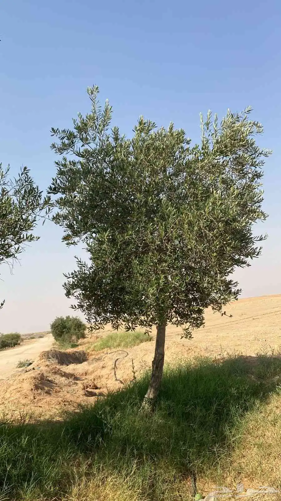 اشجار اسدر وزيتون 1